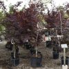 Japanese Maple Red Emperor - Image 2